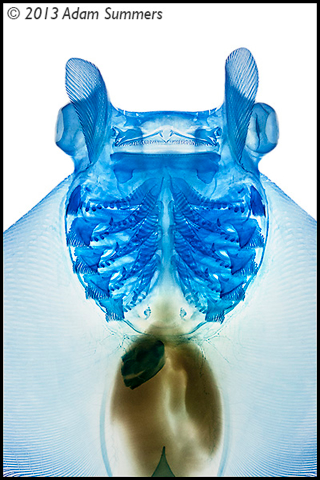 Illustration for article titled Check Out These Pigmented Fish, Like Creatures Made from Neon Lights
